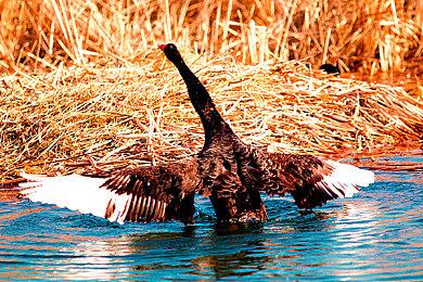 Switch版《SD高达 激斗同盟》容量达PC版一半